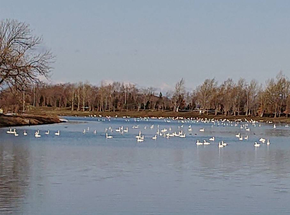 白鳥が湖に集まっている画像