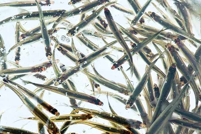 わかさぎの写真